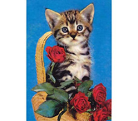 네덜란드 아기 고양이 엽서